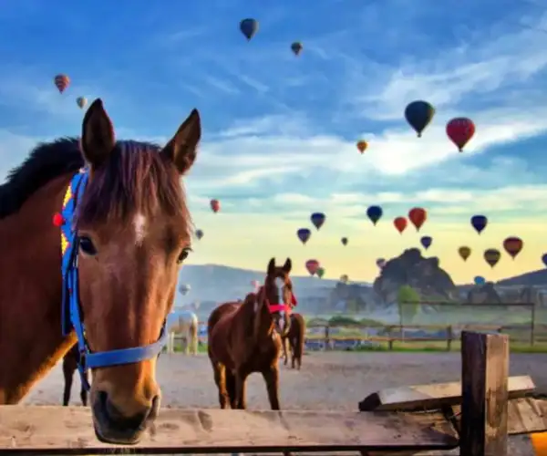 1 SAATLİK KAPADOKYA AT TURU